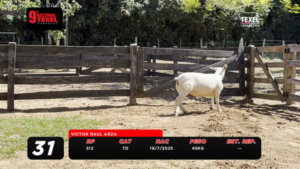 Lote LOTE 31