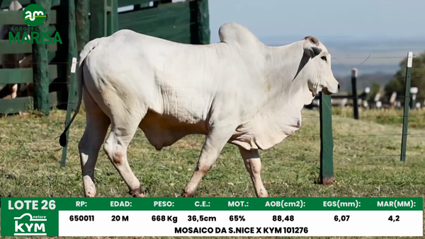 Lote Lote 26