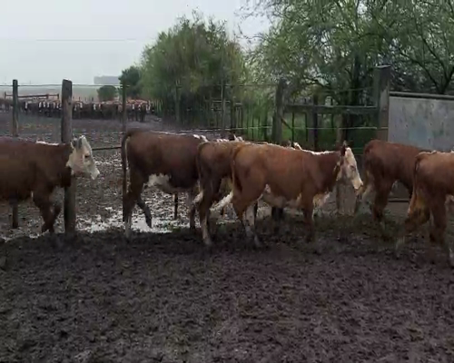 Lote 74 Terneras en El Eucalipto, Paysandú