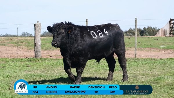 Lote Toro