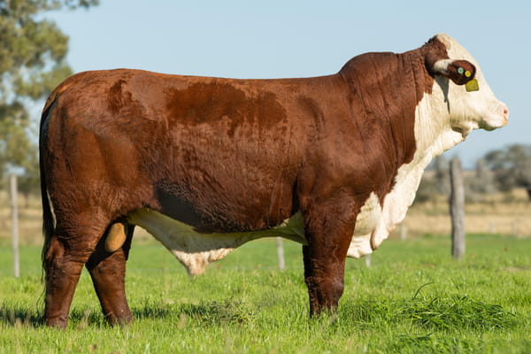 Lote Toros señal 22