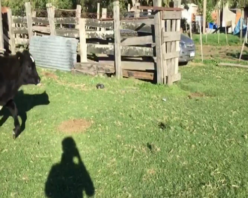 Lote Terneros y Terneras