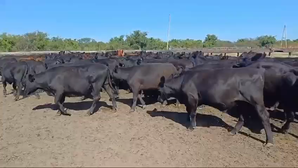 Lote 45 Novillos