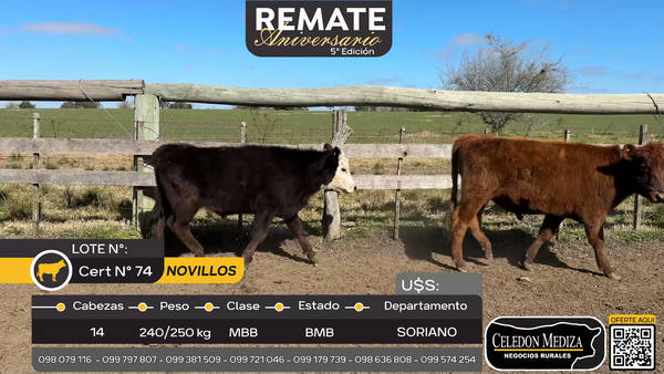 Lote 14 Novillos en Cuchilla del Perdido, Soriano