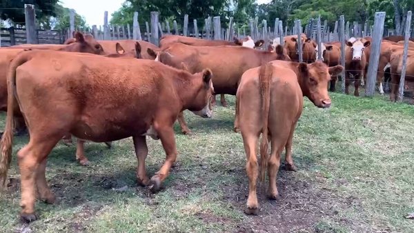 Lote 8 Vacas de Invernada en Melo, Cerro Largo