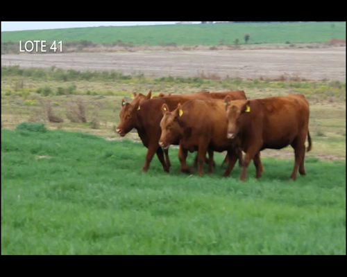 Lote CABAÑA “MALAIKA” de CabaÑa Victoria SRL VAQUILLAS PURAS CONTROLADAS COLORADAS PREÑADAS