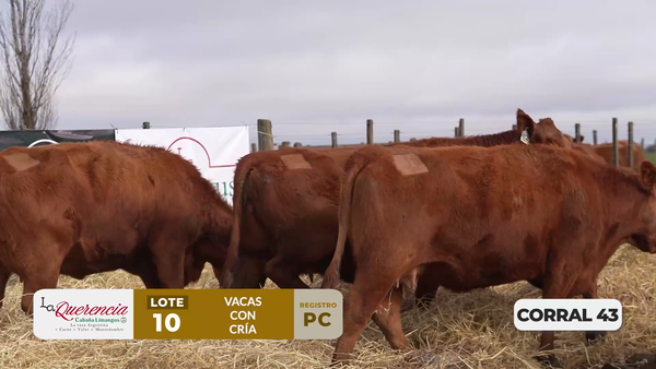 Lote VACAS PC PARIDAS DE PRIMER PARTO