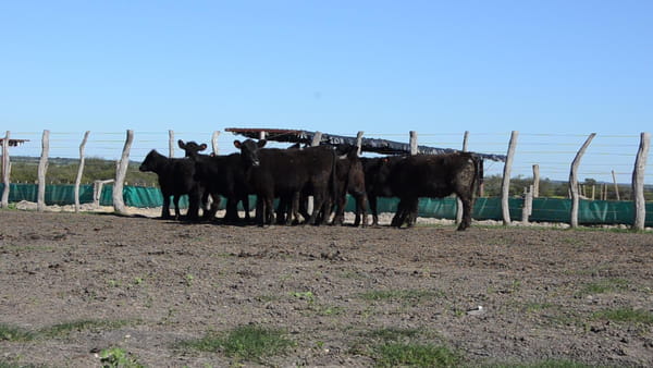 Lote SERVIS SA: 10 vaquillas generales p/servicio