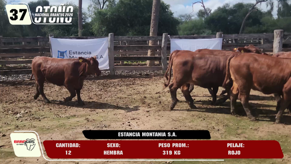 Lote LOTE 37