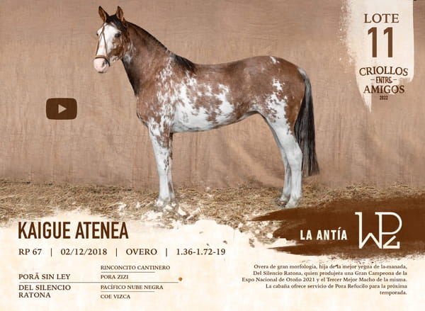 Lote KAIGUE ATENEA RP 67