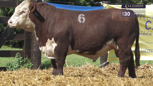 6 41184 — TOROS HEREFORD PURO REGISTRADOS