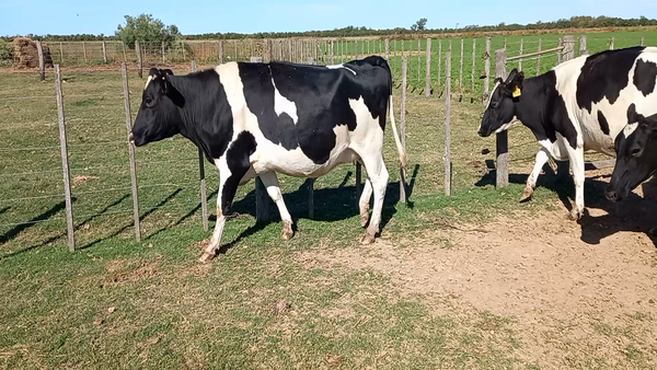 Lote Vaquillonas Preñadas - Tres De Oro