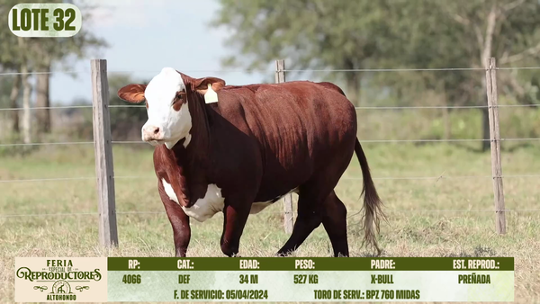Lote LOTE 32