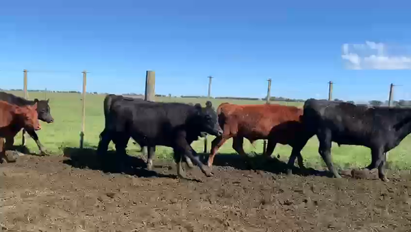 Lote 70 Terneros en Azul