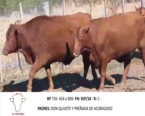 Lote TRIO SEVERA
