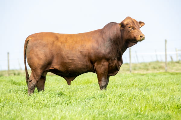 Lote Tacuru - Toro -RP 126