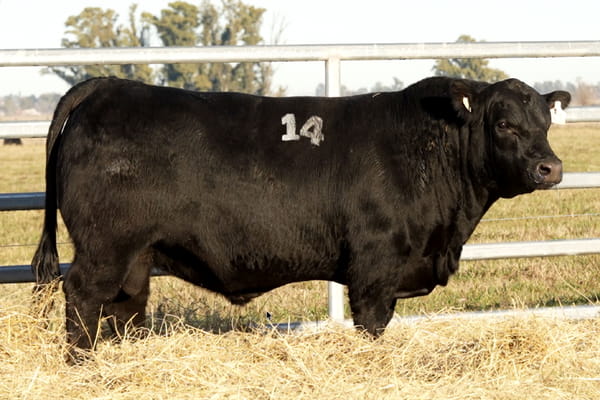 14 — TOROS ANGUS PUROS CONTROLADOS