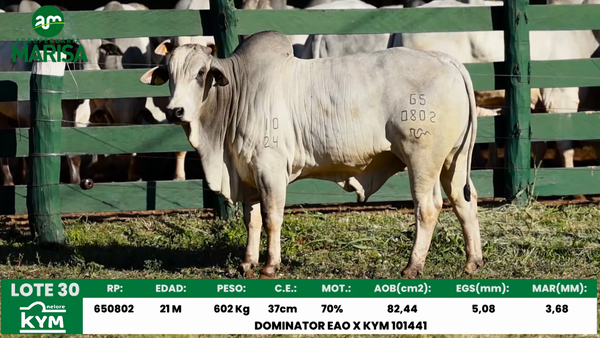 Lote Lote 30