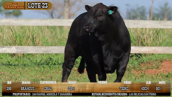 Lote LOTE 23