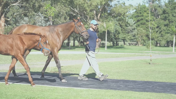 Lote SWEET ANKARA (GRAND REWARD - REQUISADA) Con cría al pie por STORM EMBRUJADO