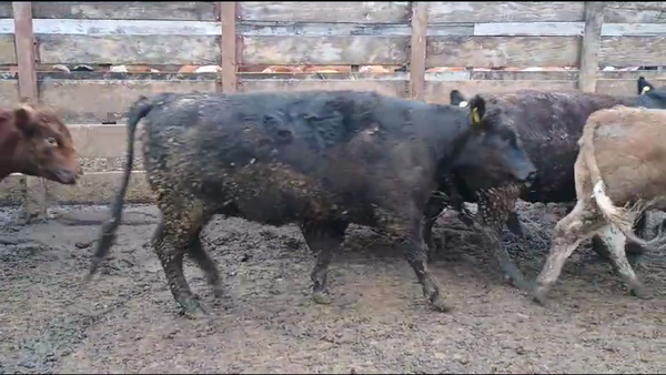 Lote 20 Vaquilla Gorda en Los Ángeles, VIII Región Biobío