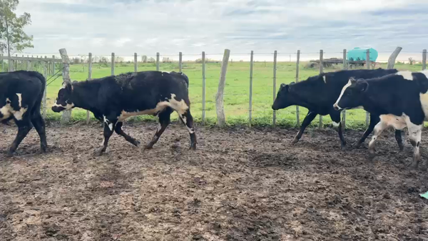 Lote NOVILLOS 1 a 2 AÑOS