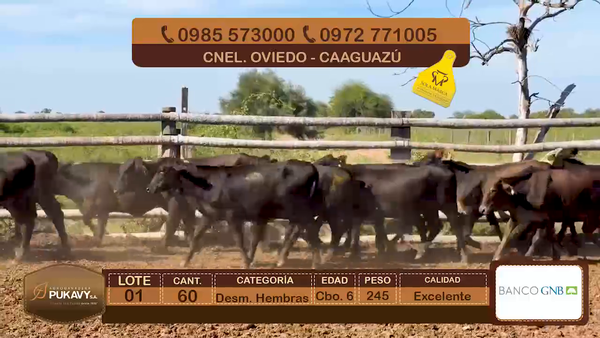 Lote Desm. Hembras Cbo 6