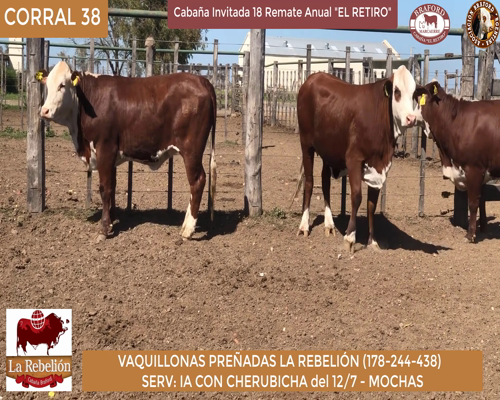 Lote vaquillonas Preñadas La Rebelion