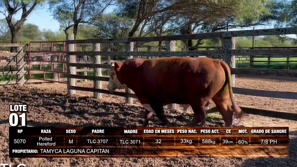 Lote Polled Hereford