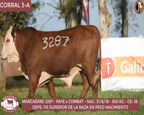 Lote Toro Braford Cabaña El Retiro