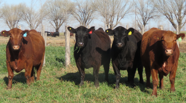 Lote Vaquillonas  Angus -  Don Pedro