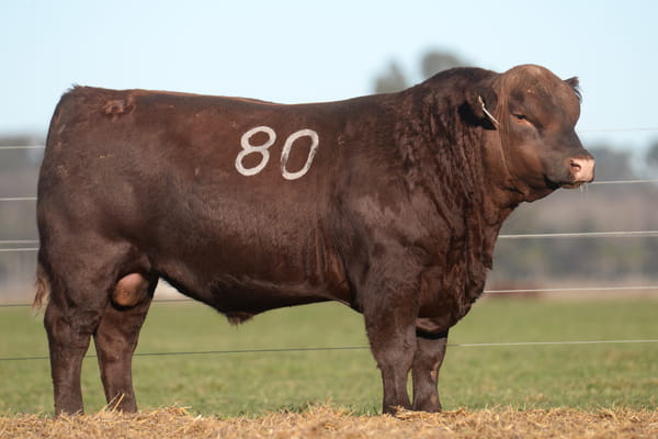 Lote TORO ANGUS PC