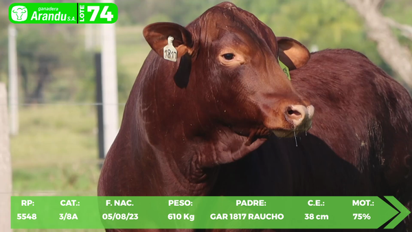 Lote LOTE 74