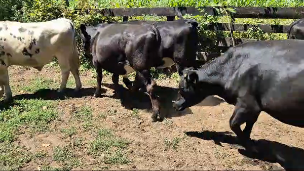 Lote 27 Novillo Engorda en Panguipulli, XIV Región Los Ríos