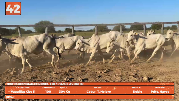 Lote LOTE 42