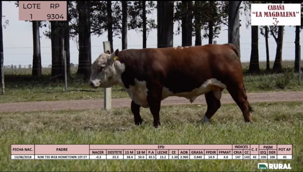 Lote Toros POLLED HEREFORD PI RP 9304 9392