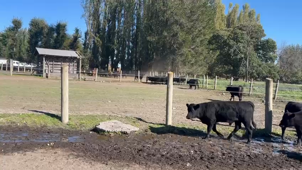  75 Ternero en Quilleco, VIII Región Biobío