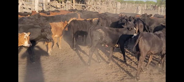 Lote 70 Terneros/as en Villaguay, Entre Ríos