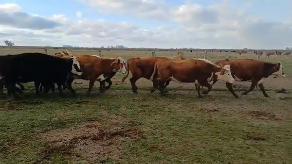 Lote 31 Vacas de Invernada 6 RA,  8 HE,  1 AA,  1 HO,  1 CH X AA,  1 AA X SH,  2 AA X HE,  11 HE X RA 405kg -  en QUEBRACHO KM132 A 4KM DE LASCANO