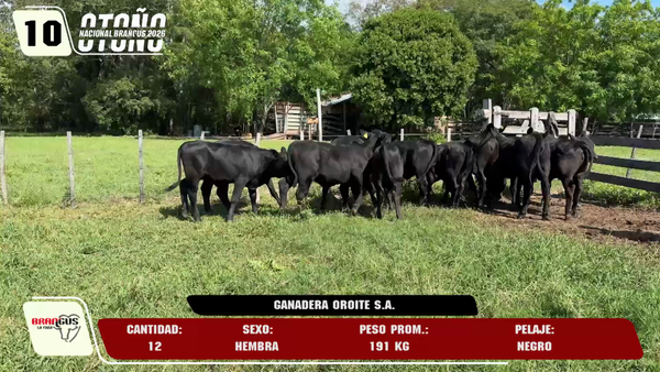 Lote LOTE 10