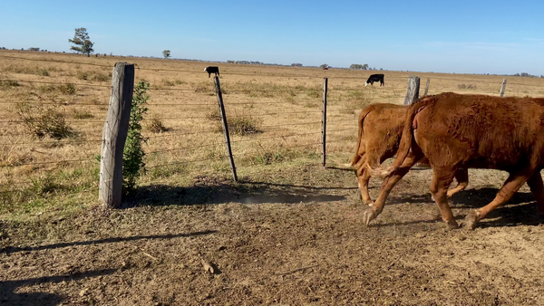 Lote 26 Terneras en Ataliva, Santa Fe