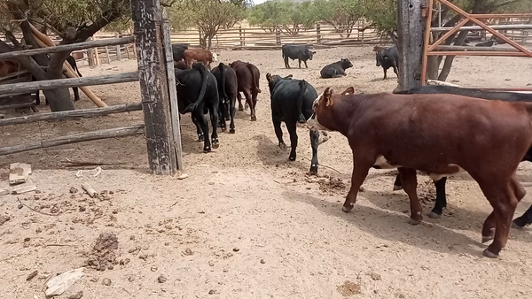 Lote 35 Ternero en San Pedro, Región Metropolitana