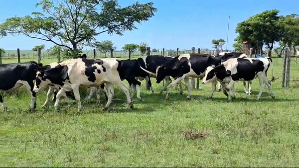 Lote NOVILLOS HOLANDO