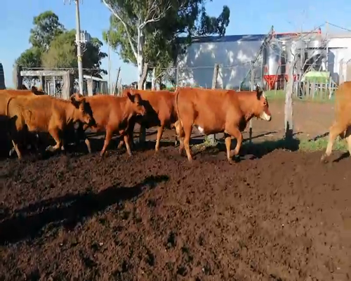 Lote 75 Terneros/as en Federal, Entre Ríos