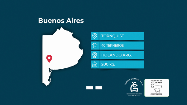 Lote 40 Terneros Holando en Buenos Aires, Tornquist