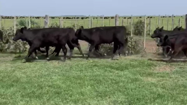 Lote 75 TERNS, MACHOS, LINCOLN, PCIA. DE BS. AS.