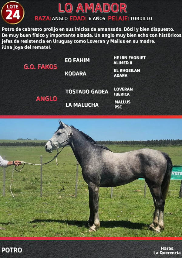 Lote LQ AMADOR