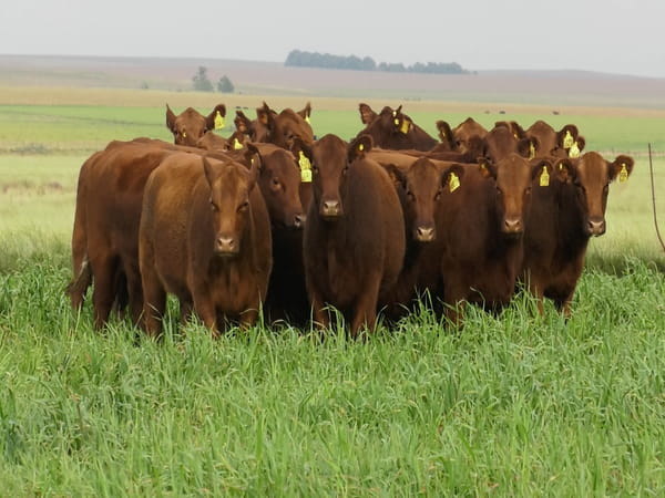 Lote VAQ.  ANGUS COLORADAS  P. CONTROLADAS C/GTÍA DE PREÑEZ