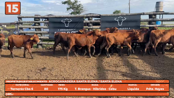 Lote LOTE 15
