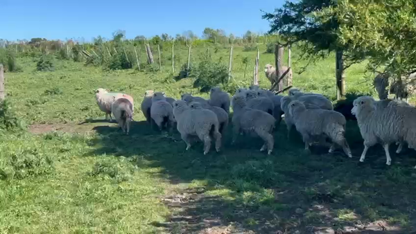 Lote 41 Borregos, San José